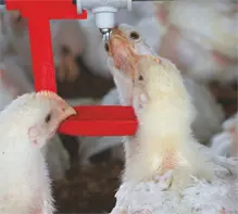 Advanced Nipple Drinking System for commercial poultry watering solutions.