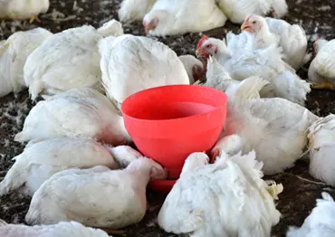 Ezystart Feeder - Labor-saving poultry feed system that ensures efficient feeding while reducing feed wastage. Perfect for poultry operations seeking optimized chick feeding.