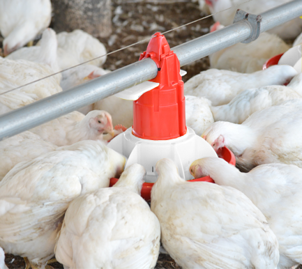 Efficient Poultry Feeding - Feeder with Cone Extension and 55mm Grill for Broilers.