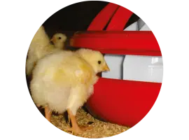 Feeder with Cone Extension and 55mm Grill - Poultry Farm Automation for Improved Feeding Efficiency .