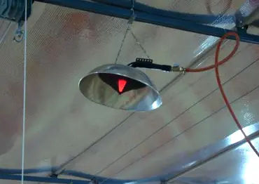 Infraconic Gas Brooder designed for poultry farms.