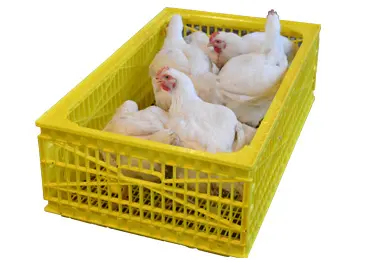 Breeder Cage with Top Door - Secure and Hygienic Poultry Transport